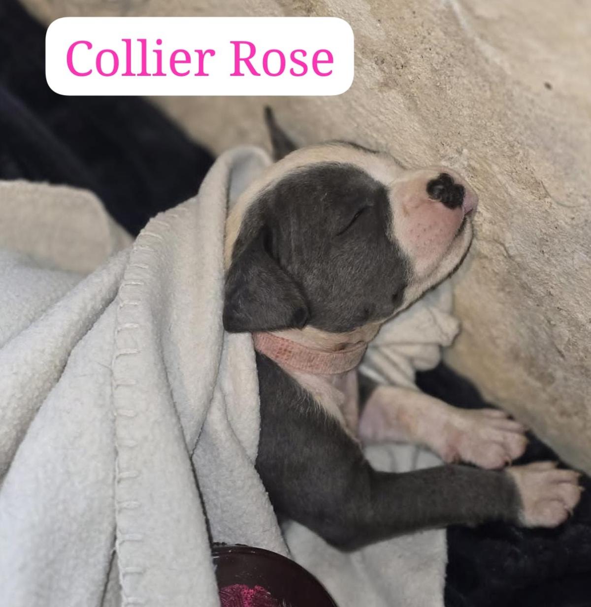 Le royaume de tchikos