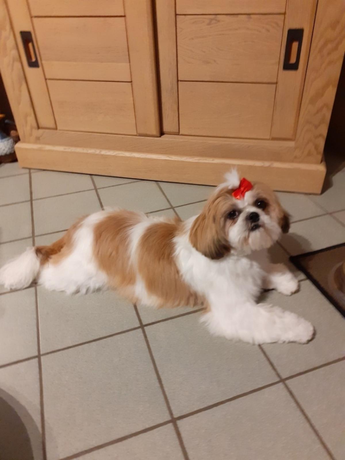 Elevage des Monts de Flandre