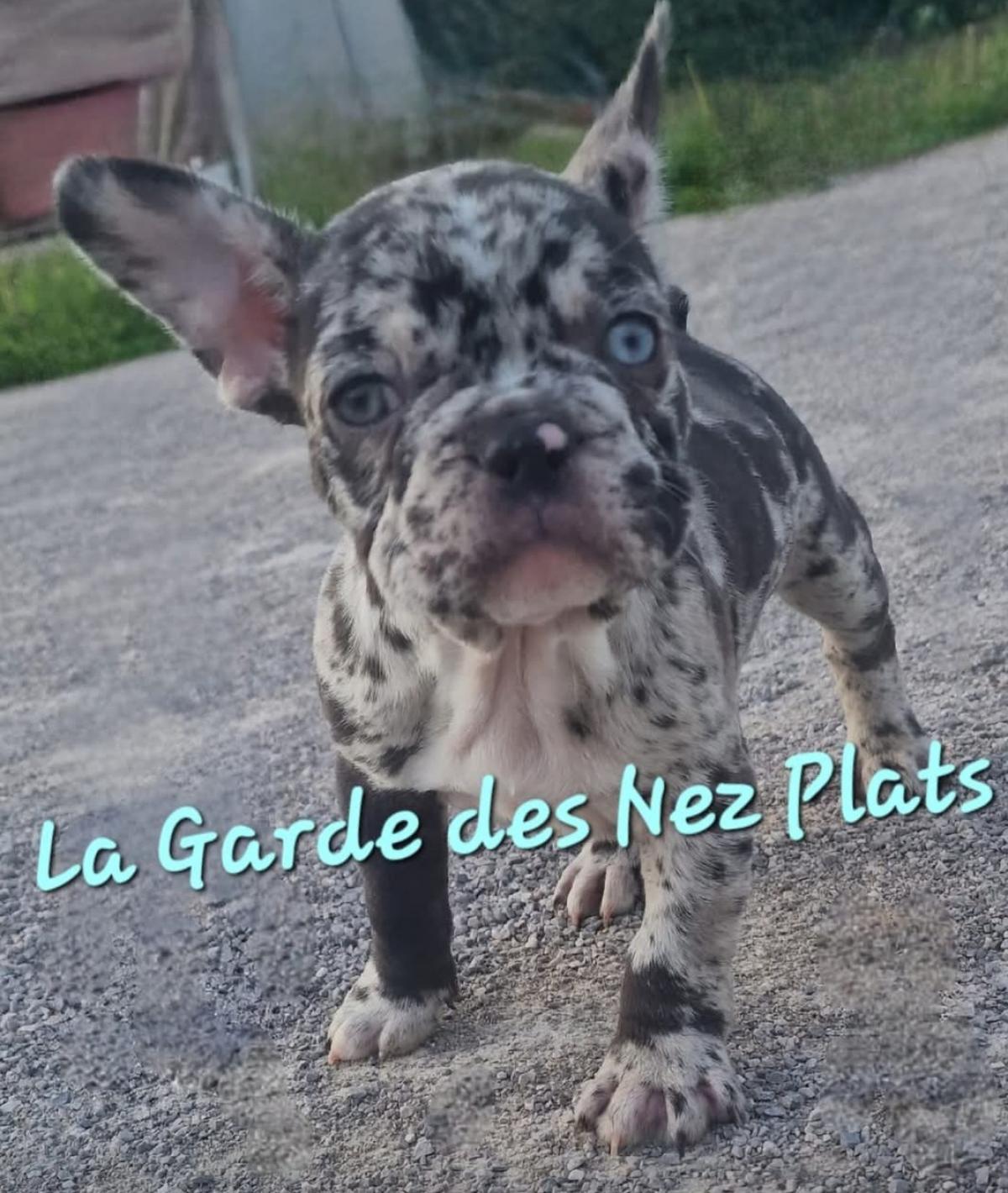 Élevage de la Garde des Nez Plats