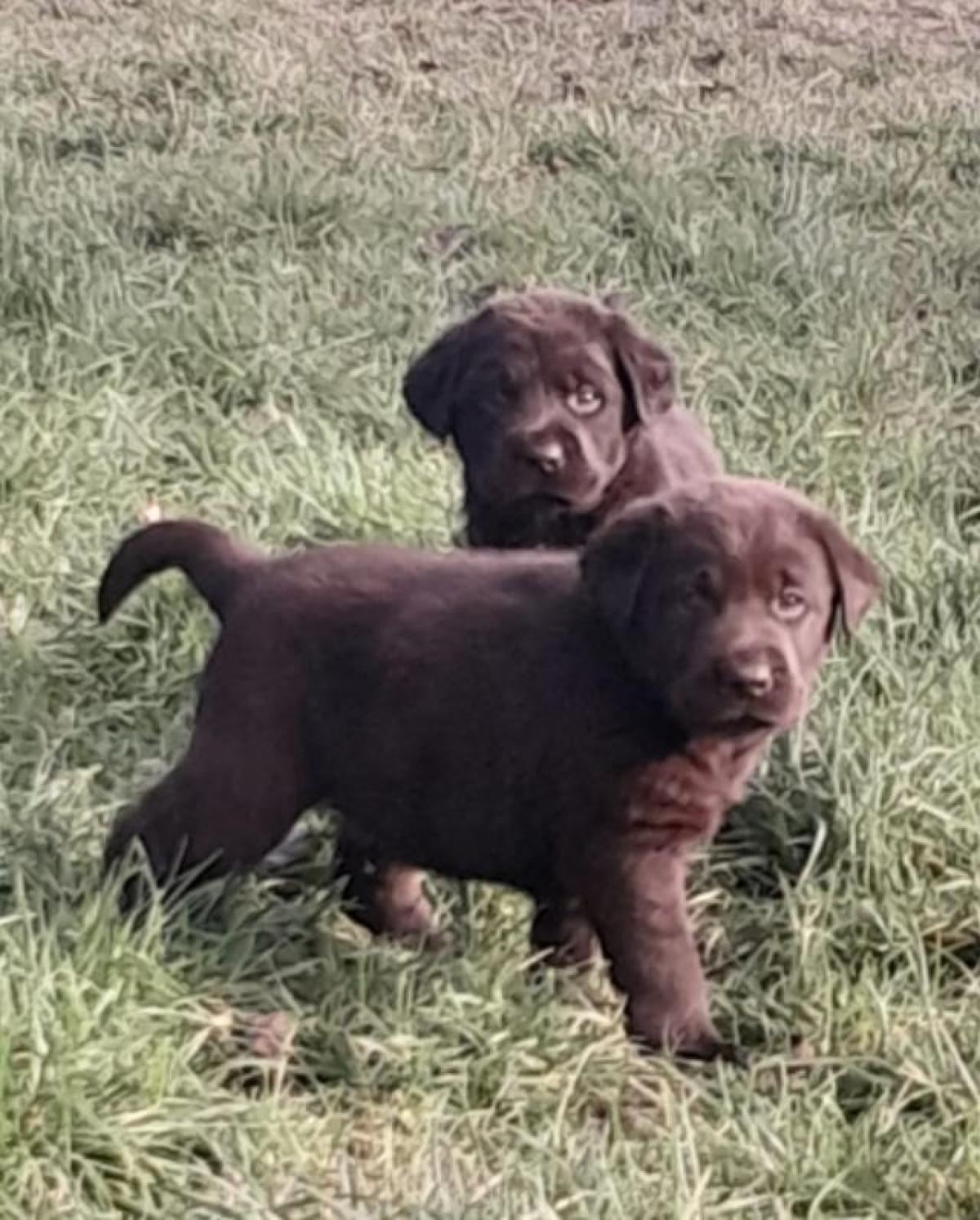 élevage du clos des trois cerisiers