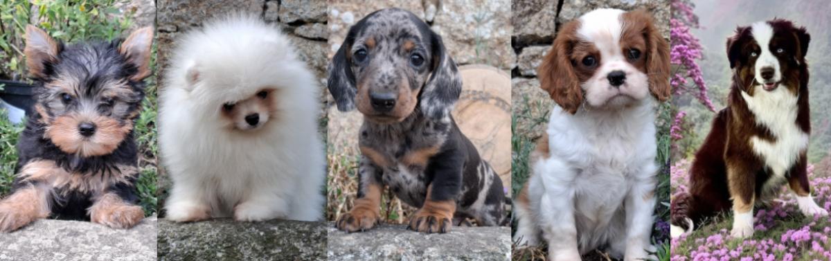 ELEVAGE ROSE WESTERN RANCH