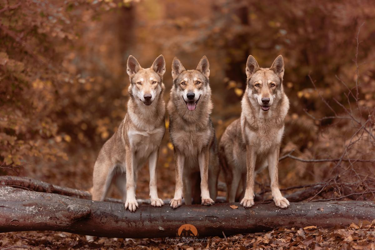 Des Terres du Valhalla