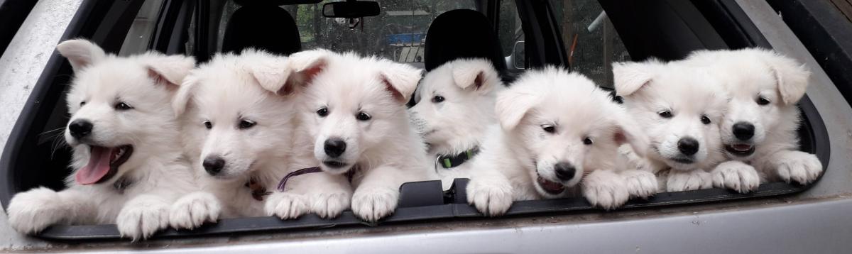 Elevage de la Foret d'Arcanin