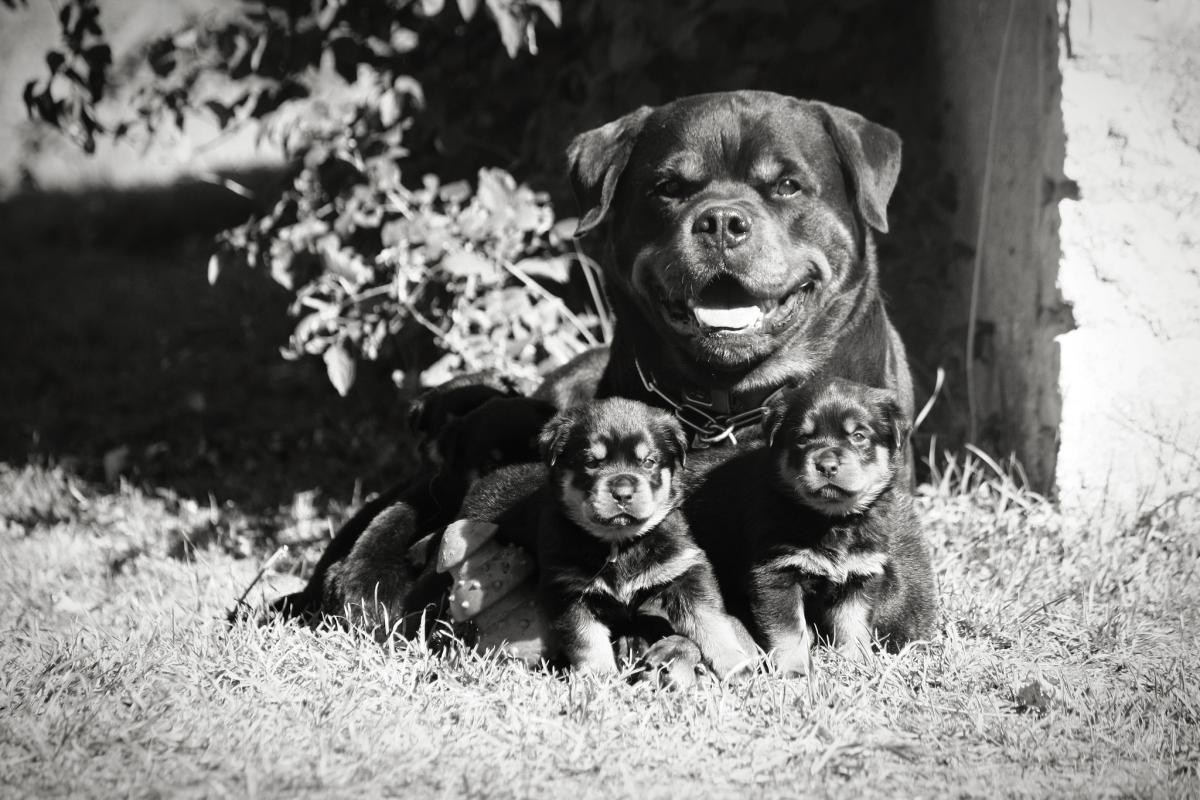 Elevage vom Owane's Paradise