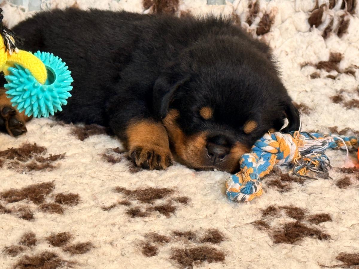 Élevage de la Légion de Rottweil