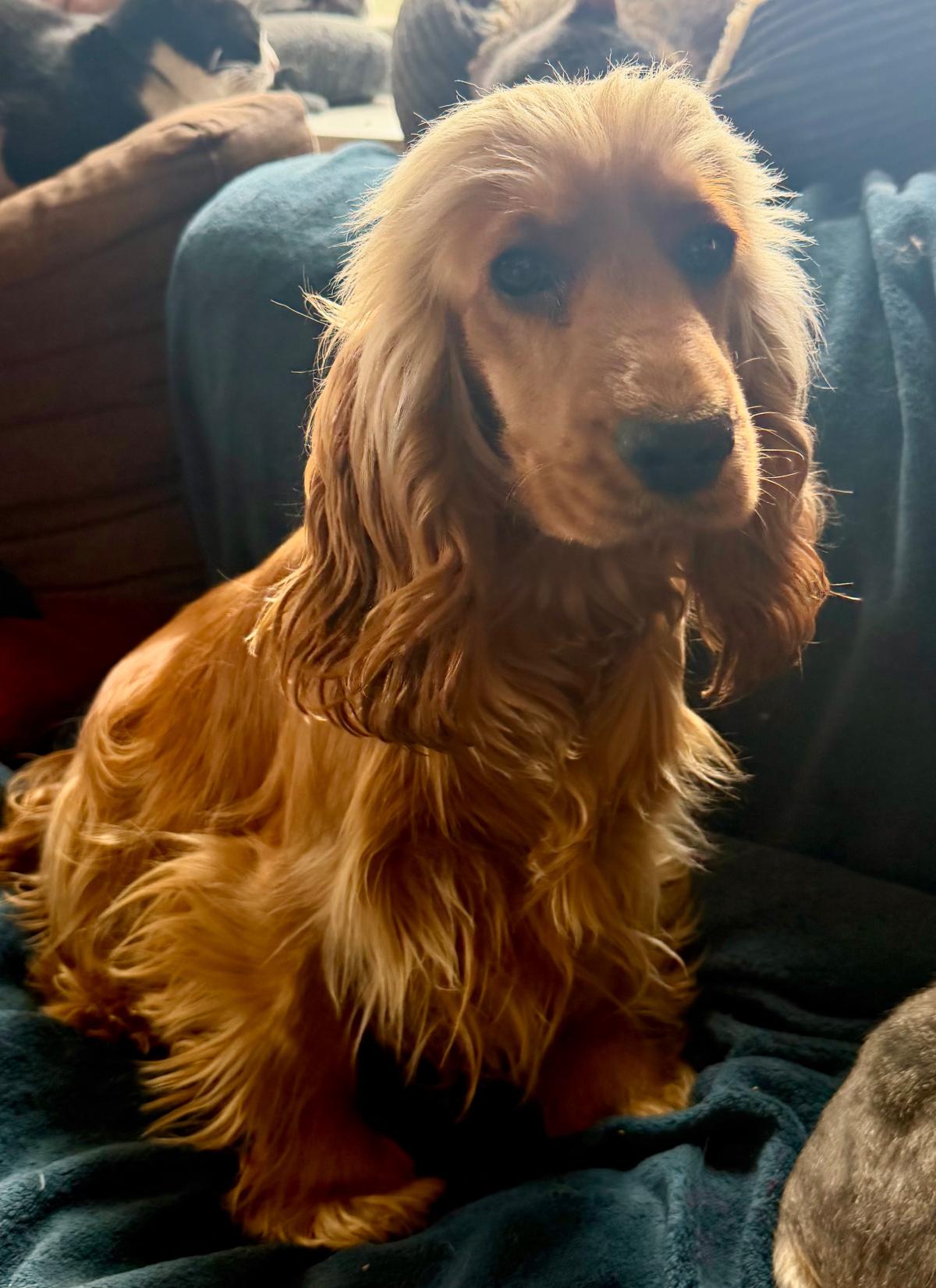 Élevage de la douce folie