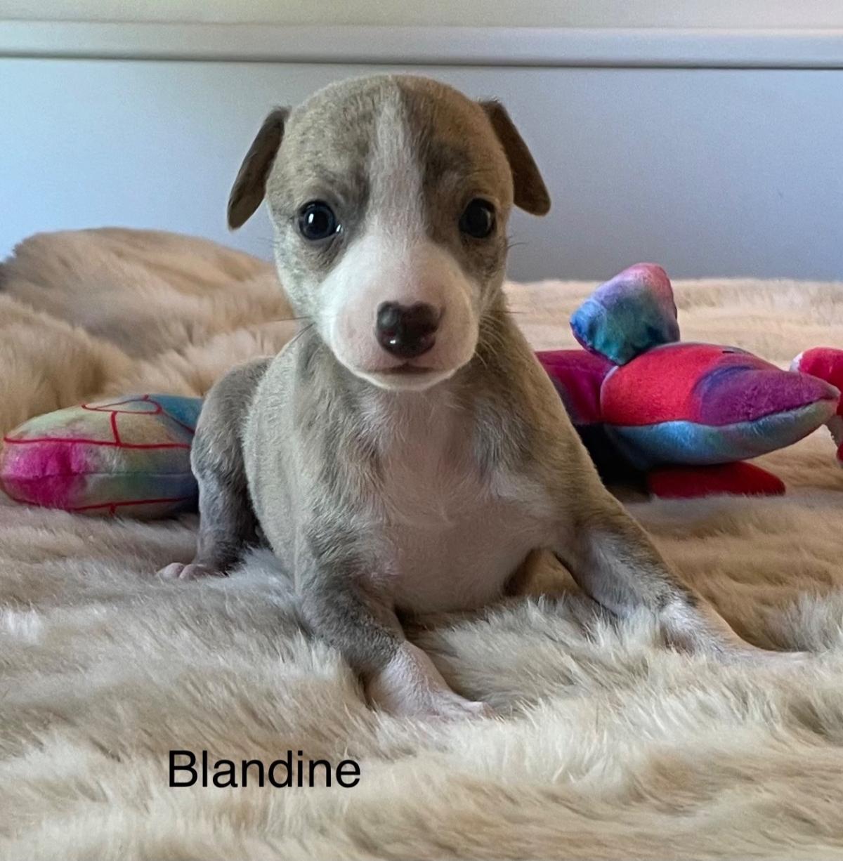 Elevage du domaine de peyrazet