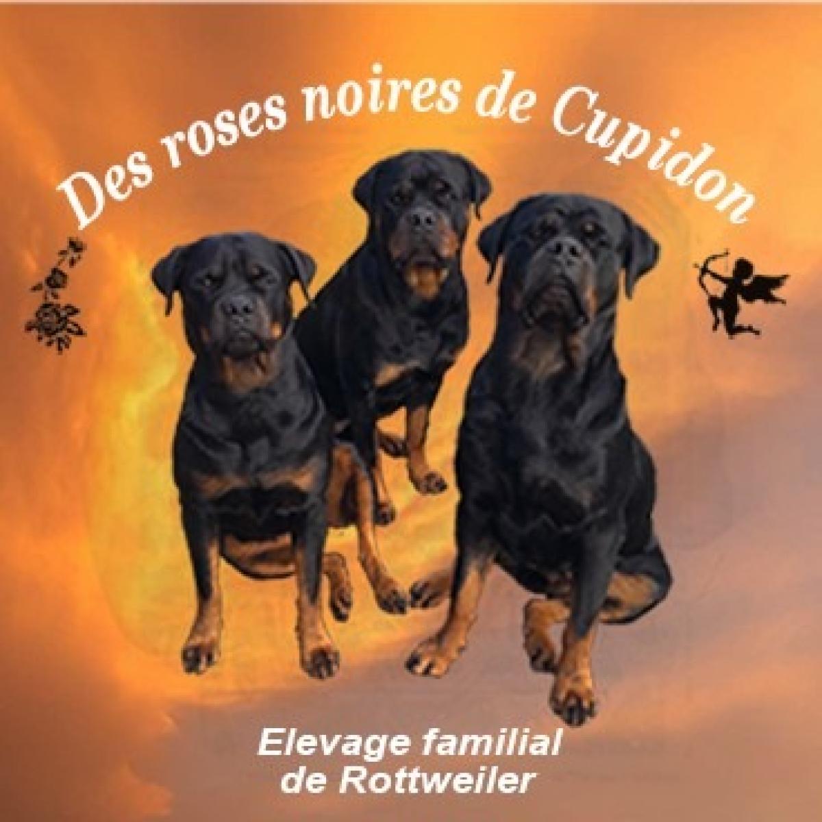 des roses noires de Cupidon