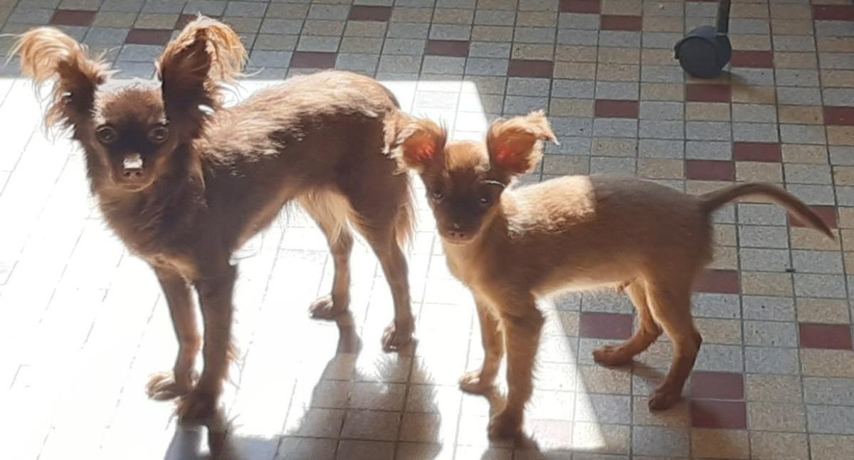 DE LA CONSTELLATION DU LION