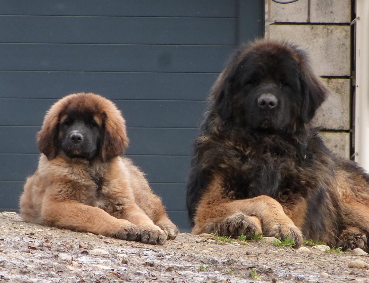 ELEVAGE DE LA LIGNE BLEUE