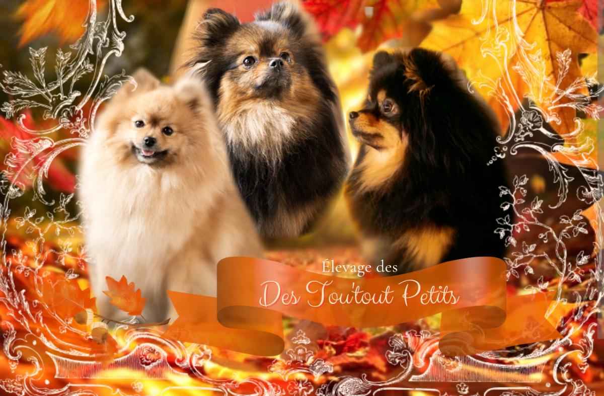 Des Tou'tout Petits