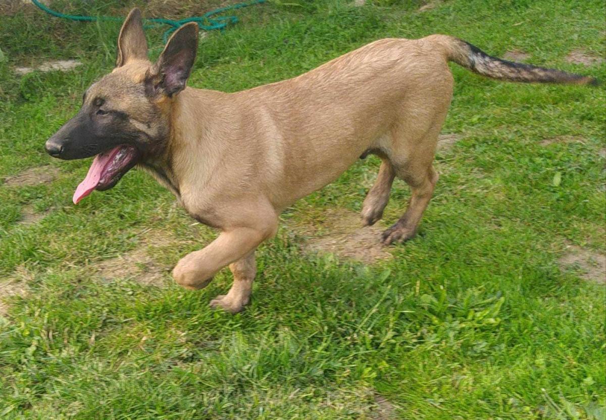 Elevage de la Trissonière