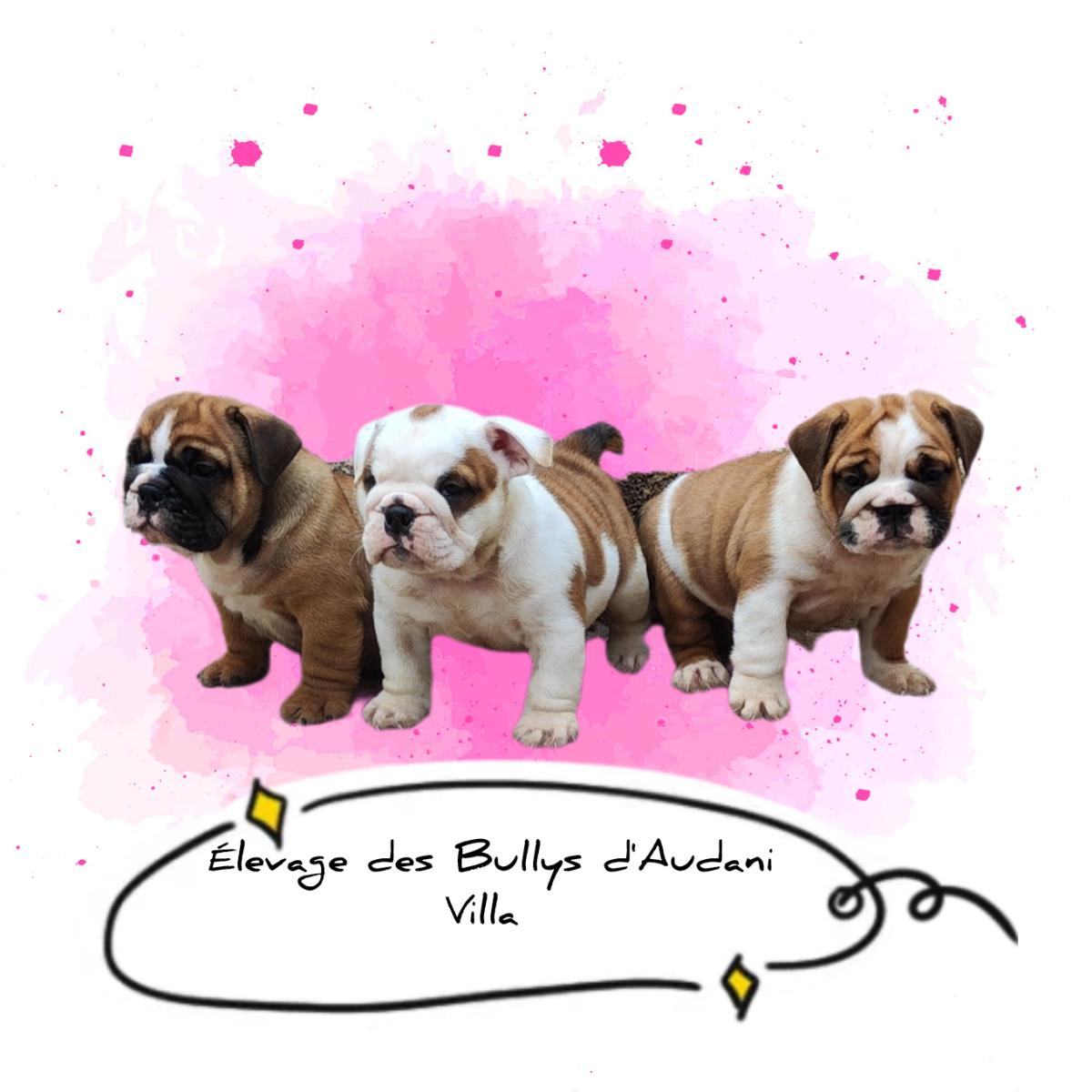 Élevage des Bullys d'Audani Villa