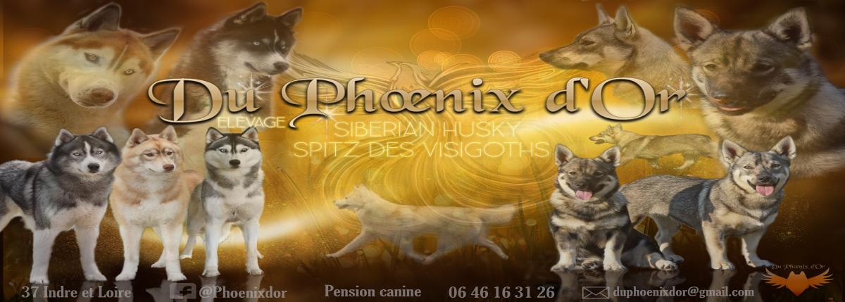 Du Phoenix d'or