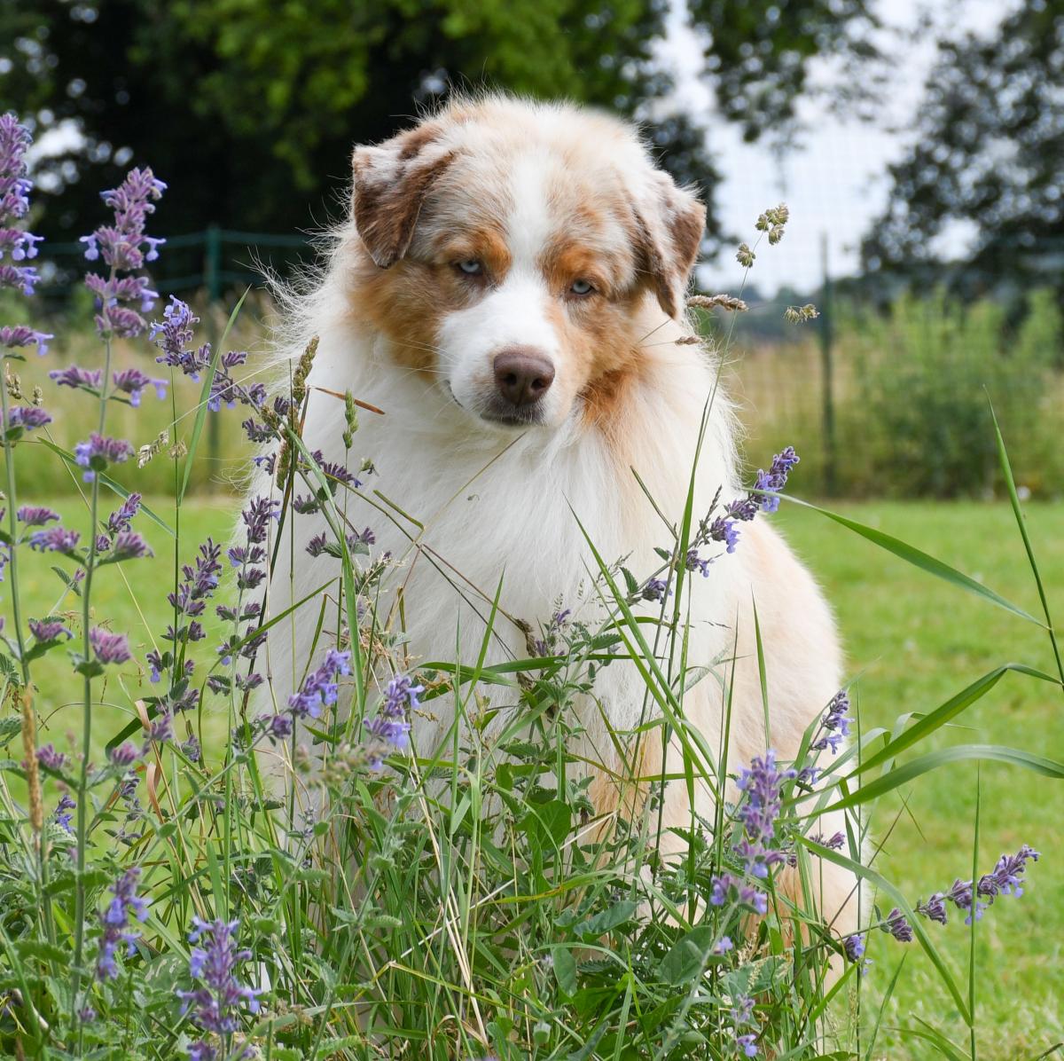 Du Chemin de la Belle Etoile