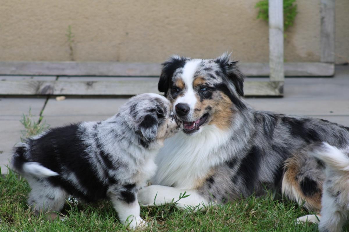DOMAINE DU TRIMALEÏ