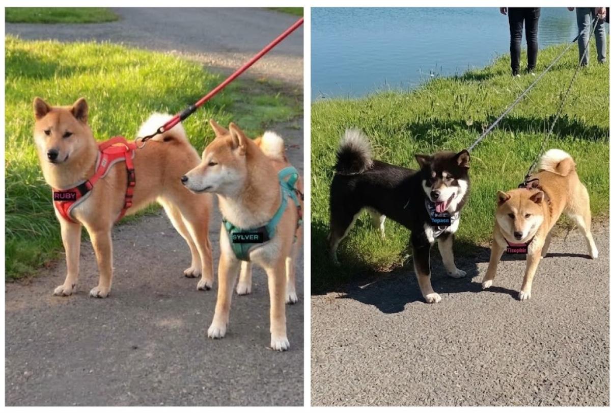 Shiba Inu Nakama