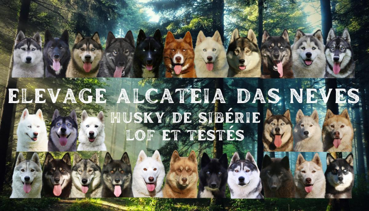 ALCATEIA DAS NEVES