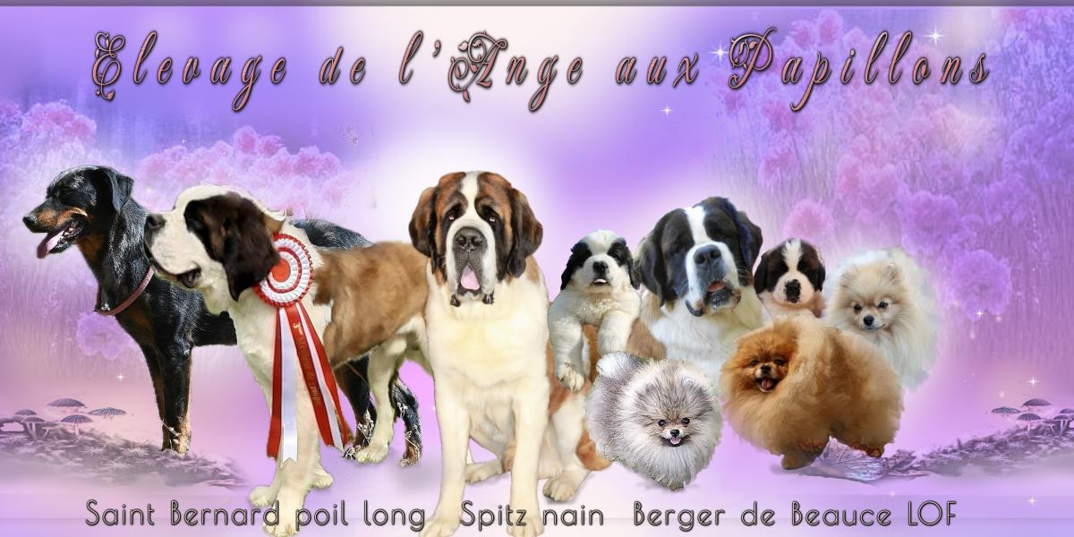 ELEVAGE DE L'ANGE AUX PAPILLONS