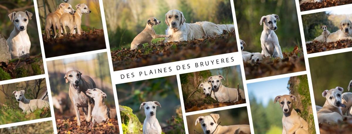 Des plaines des Bruyeres