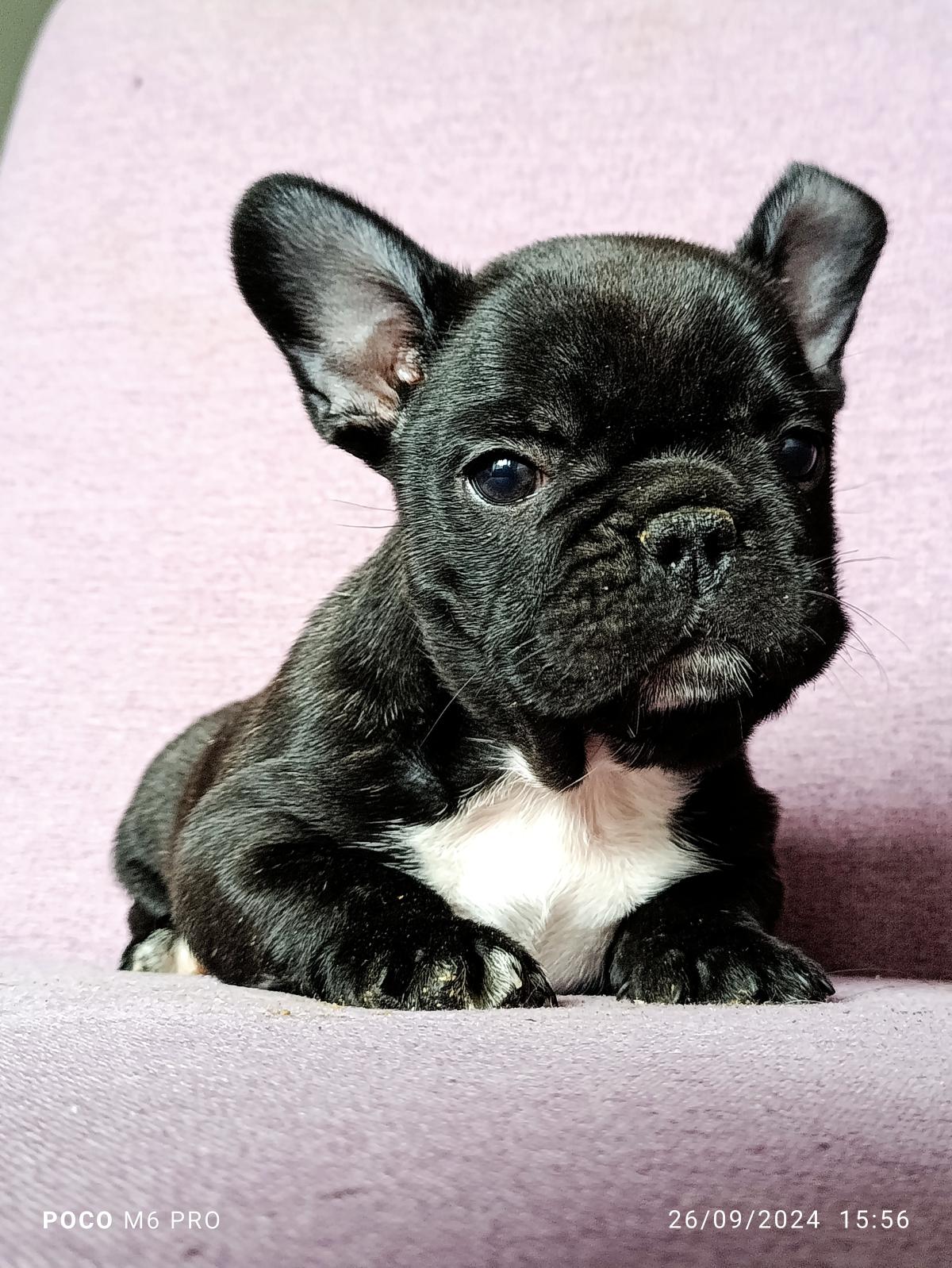 Élevage des Trez'or d'Hamarkhis