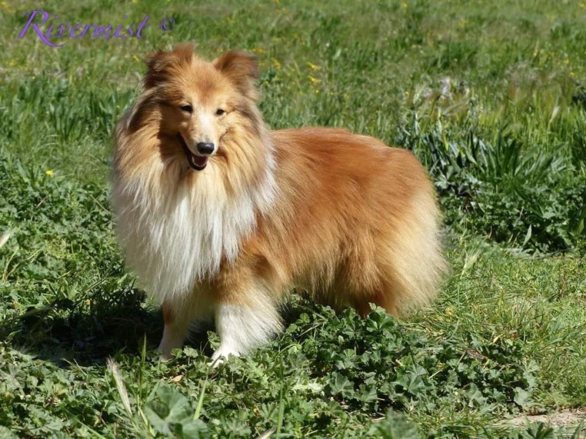 Des Mille Éclats des Tournesols