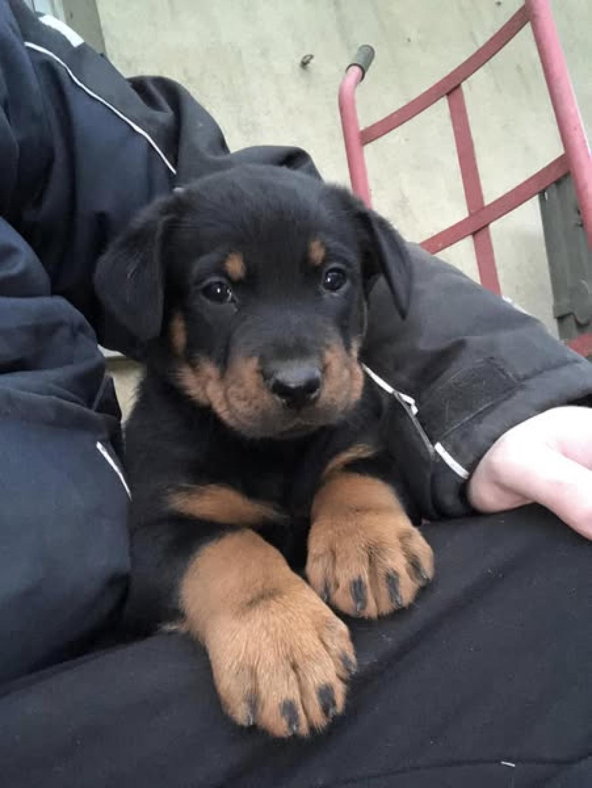 élevage du Temple de Feu