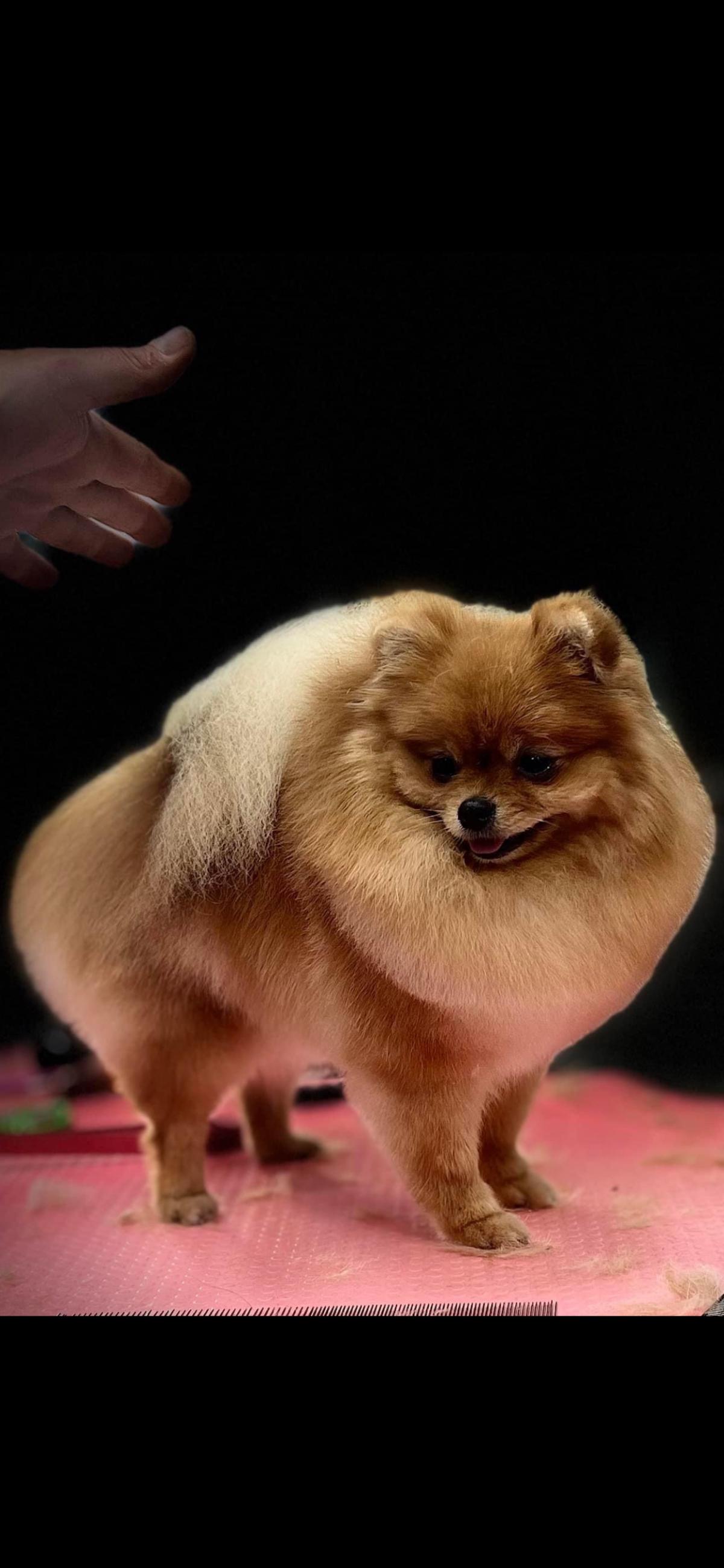 Élevage Des Cotons de Soie D’Or