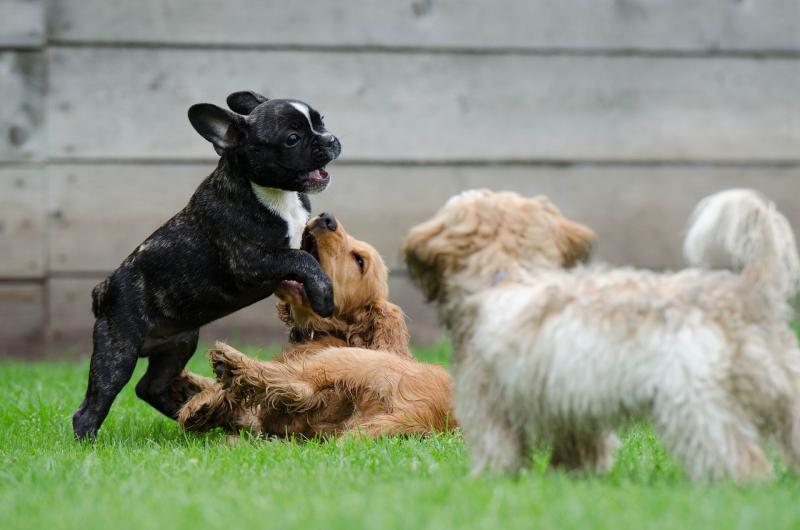 {"en": "Blog Whoof : chiots bulldog français et golden retriever jouant sur l'herbe", "fr": "Blog Whoof : chiots bulldog français et golden retriever jouant sur l'herbe"}