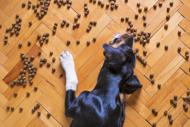 {"en": "Blog Whoof: chien qui mange ses croquettes", "fr": "Blog Whoof: chien qui mange ses croquettes"}