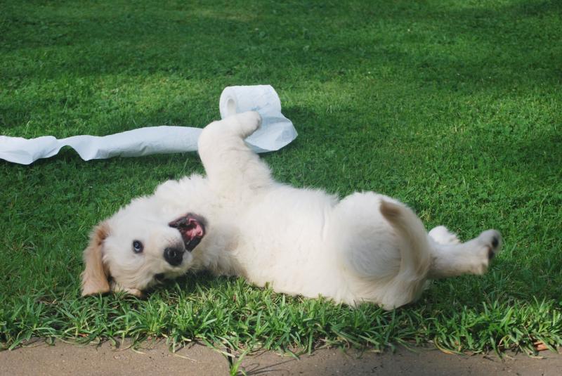 {"en": "Blog Whoof - un chiot golden retriever joue avec du papier toilette dans le jardin", "fr": "Blog Whoof - un chiot golden retriever joue avec du papier toilette dans le jardin"}