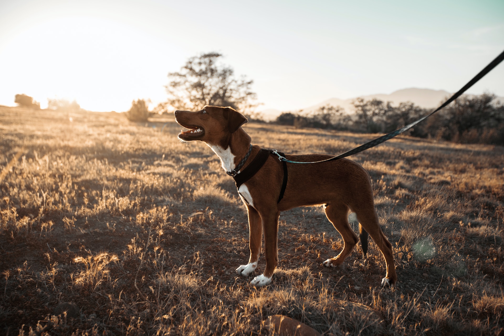 {"en": "Blog Whoof : un chien marron et blanc en laisse en pleine nature pendant un coucher de soleil", "fr": "Blog Whoof : un chien marron et blanc en laisse en pleine nature pendant un coucher de soleil"}