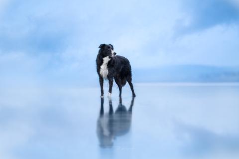 logo de IDB Photographie, partenaire de Whoof