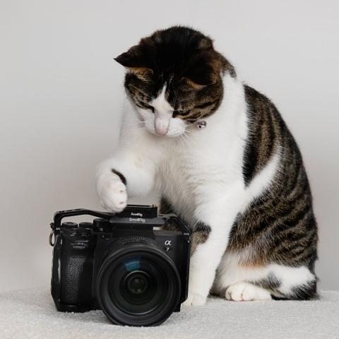 logo de Studio Pattounes, partenaire de Whoof