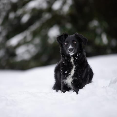 logo de Royal Dream Photography, partenaire de Whoof