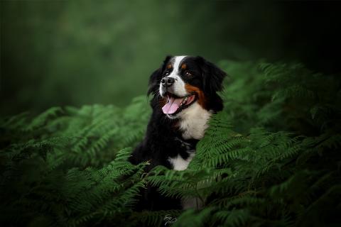 logo de Julie Somon, partenaire de Whoof