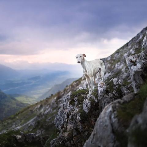 logo de Sorenza Geronimi, partenaire de Whoof