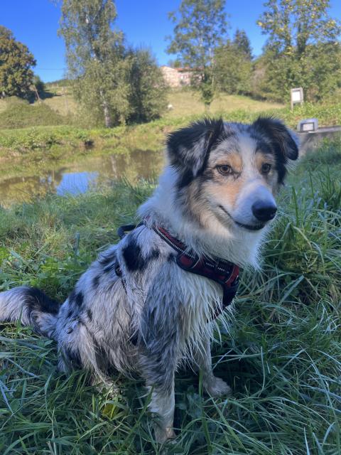 breeding.breeding_name