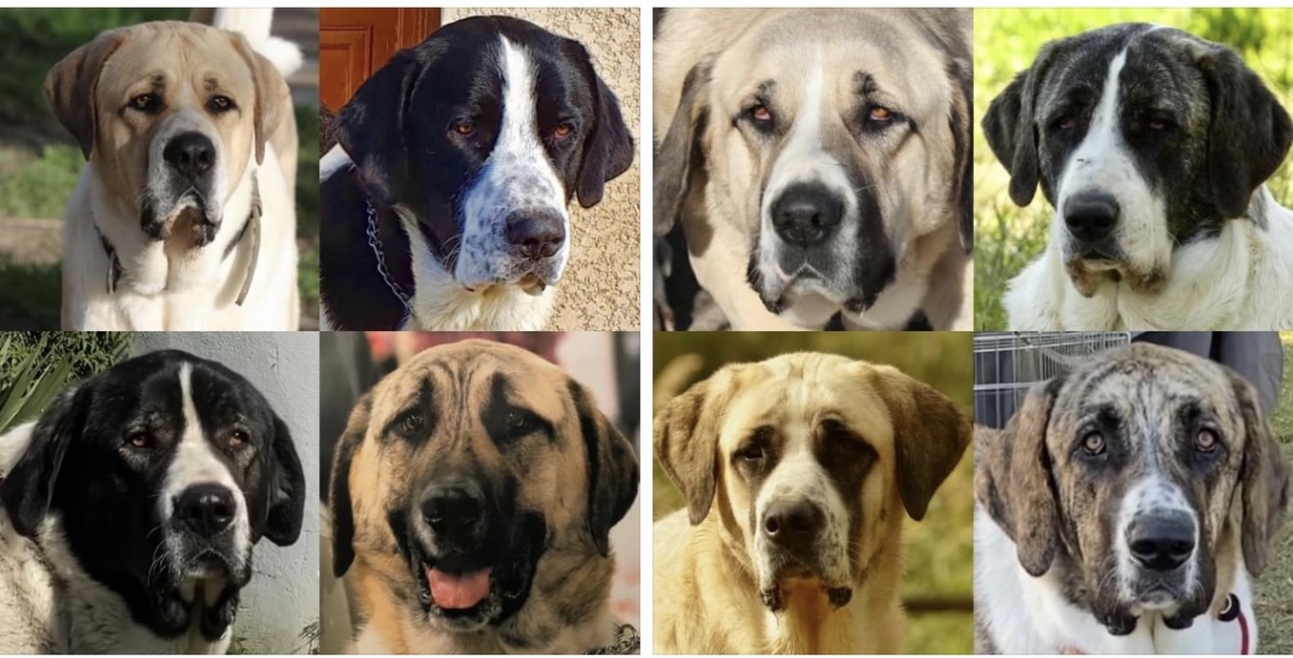 breeding.breeding_name