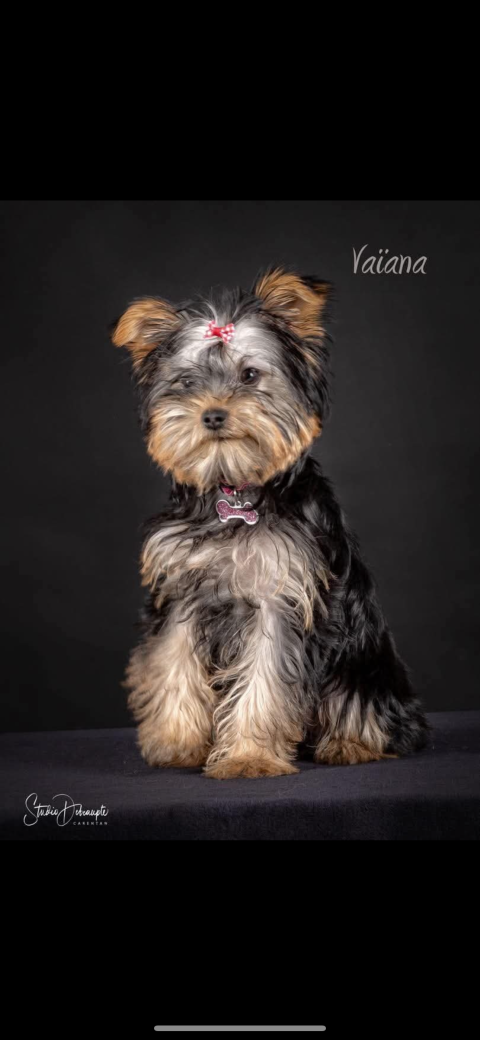 breeding.breeding_name