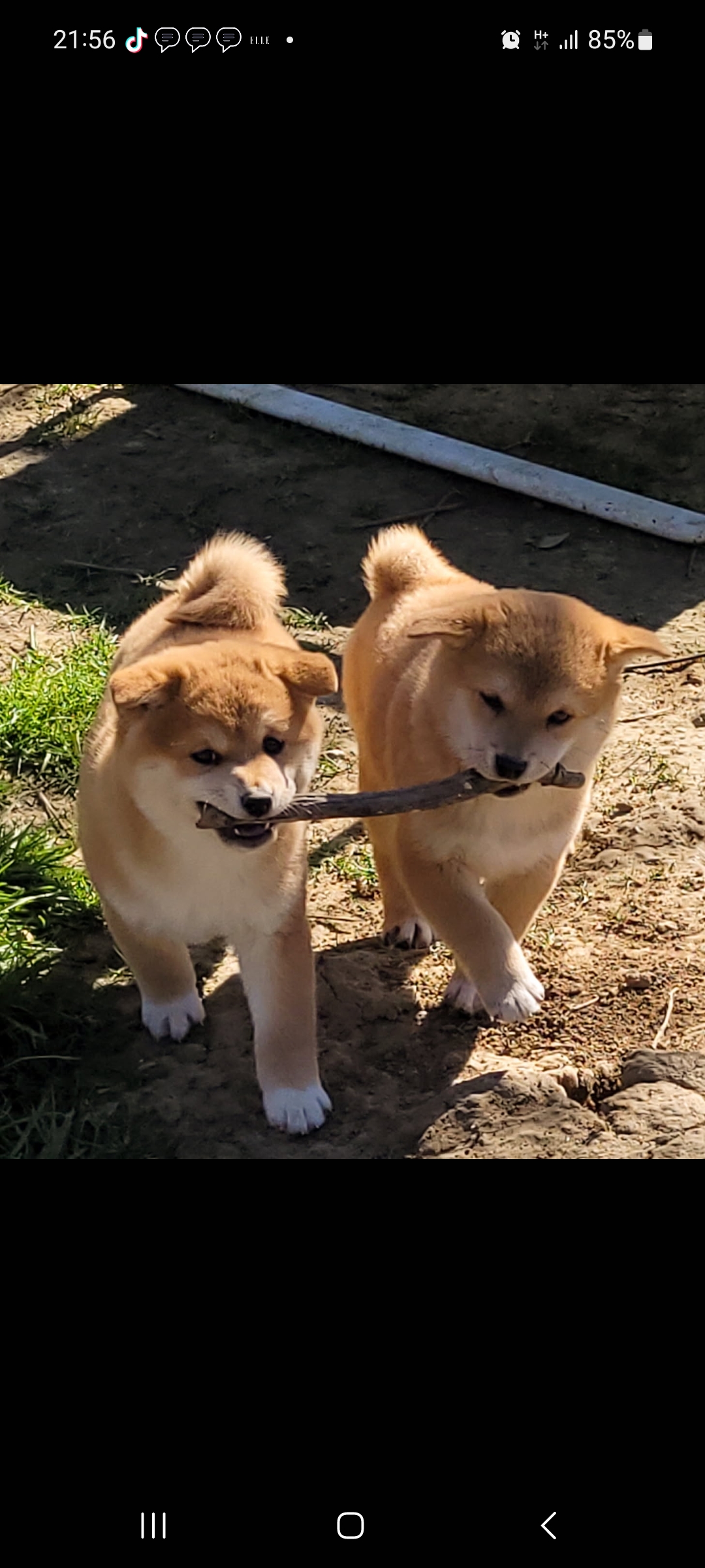 breeding.breeding_name