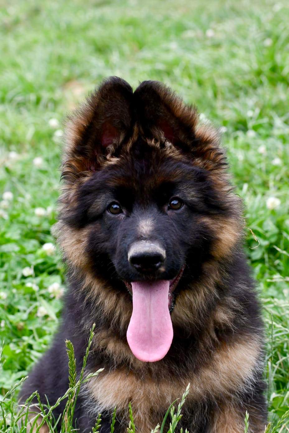 breeding.breeding_name