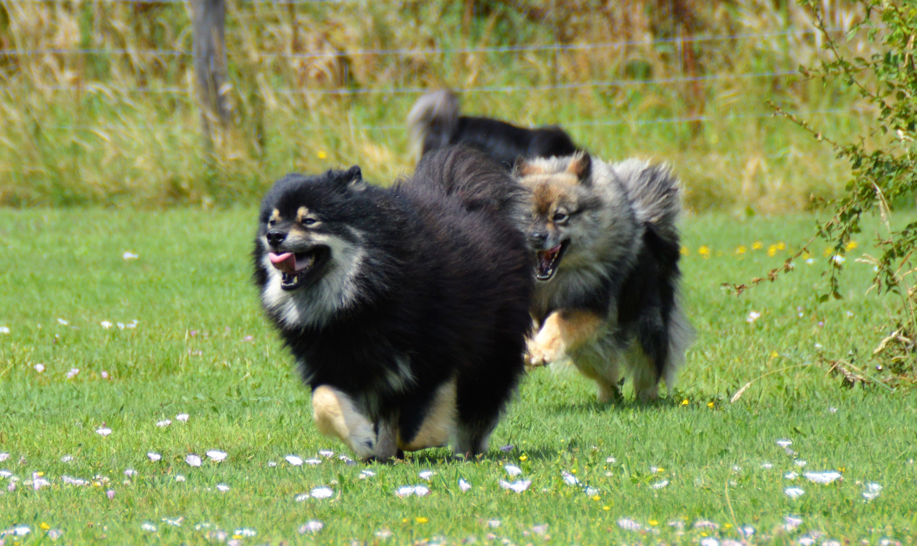 breeding.breeding_name