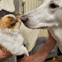 Elevage Chez Wonderland