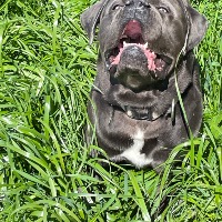 Les cane d’Auvergne