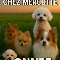 DOMAINE  Mercotte Bichon Frisé - Spitz