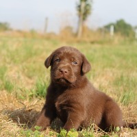 Elevage de l'harmonie du bonheur