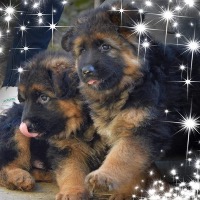 Des Terres d’Harmony