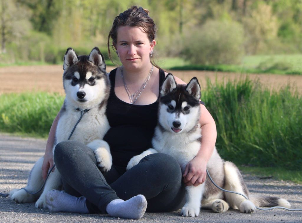 Elevage de daybreak northern