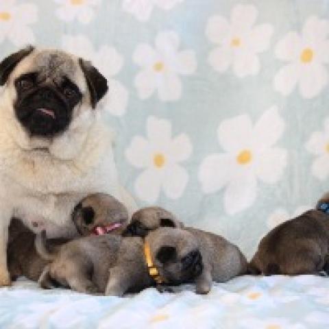 breeding.breeding_name